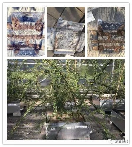 【喜大普奔】欧西建科耐根穿刺防水卷材顺利通过北京园林所检测！